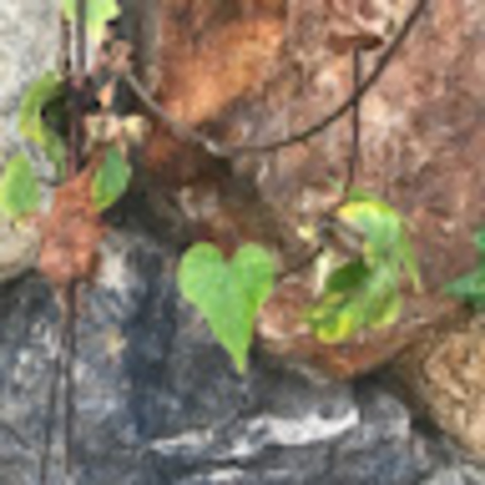 Meet your Posher, Rossana